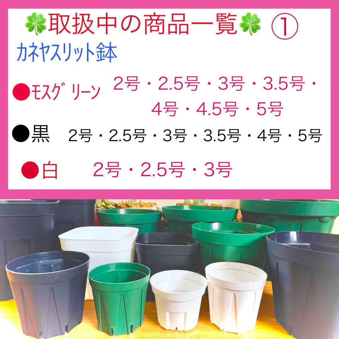 F⑥ プレステラお得セット★ 【90深鉢５０個】【105深鉢５０個】