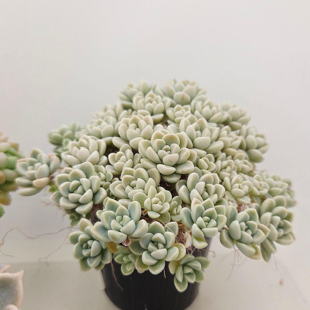 ㉓ポットごと!大きめ苗❣️リンダ❣️メイプル❣️すず風❣️ 4苗メルカリ便込