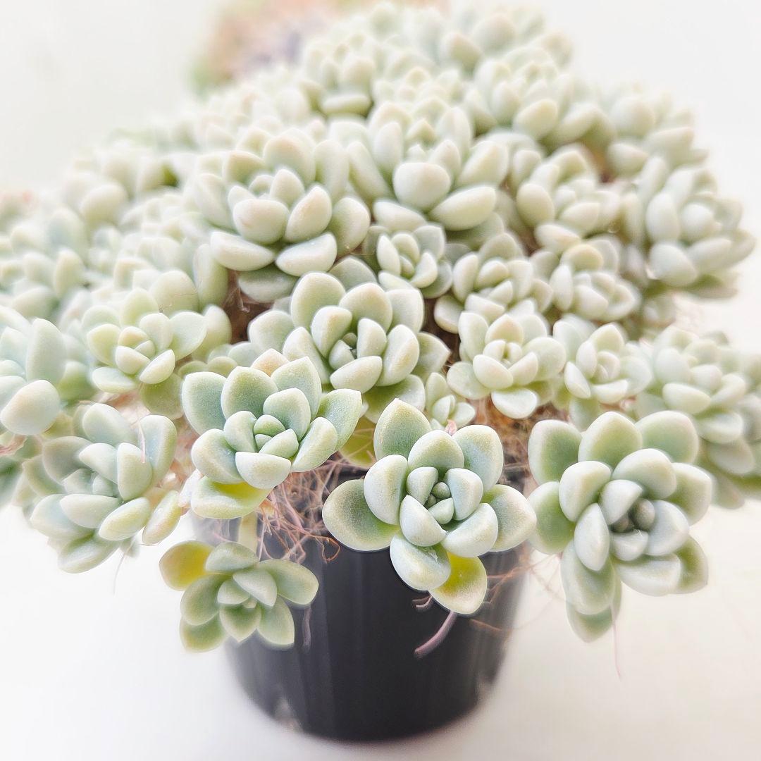 ㉓ポットごと!大きめ苗❣️リンダ❣️メイプル❣️すず風❣️ 4苗メルカリ便込