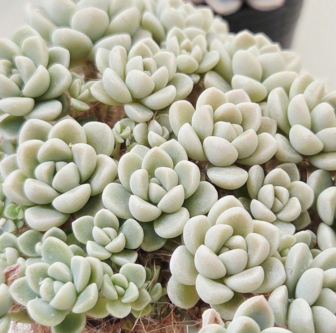 ㉓ポットごと!大きめ苗❣️リンダ❣️メイプル❣️すず風❣️ 4苗メルカリ便込
