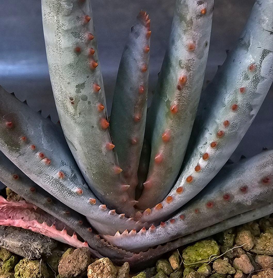 多肉植物 アロエ属 コンプレッサシストフィラ(ビグザム交配)