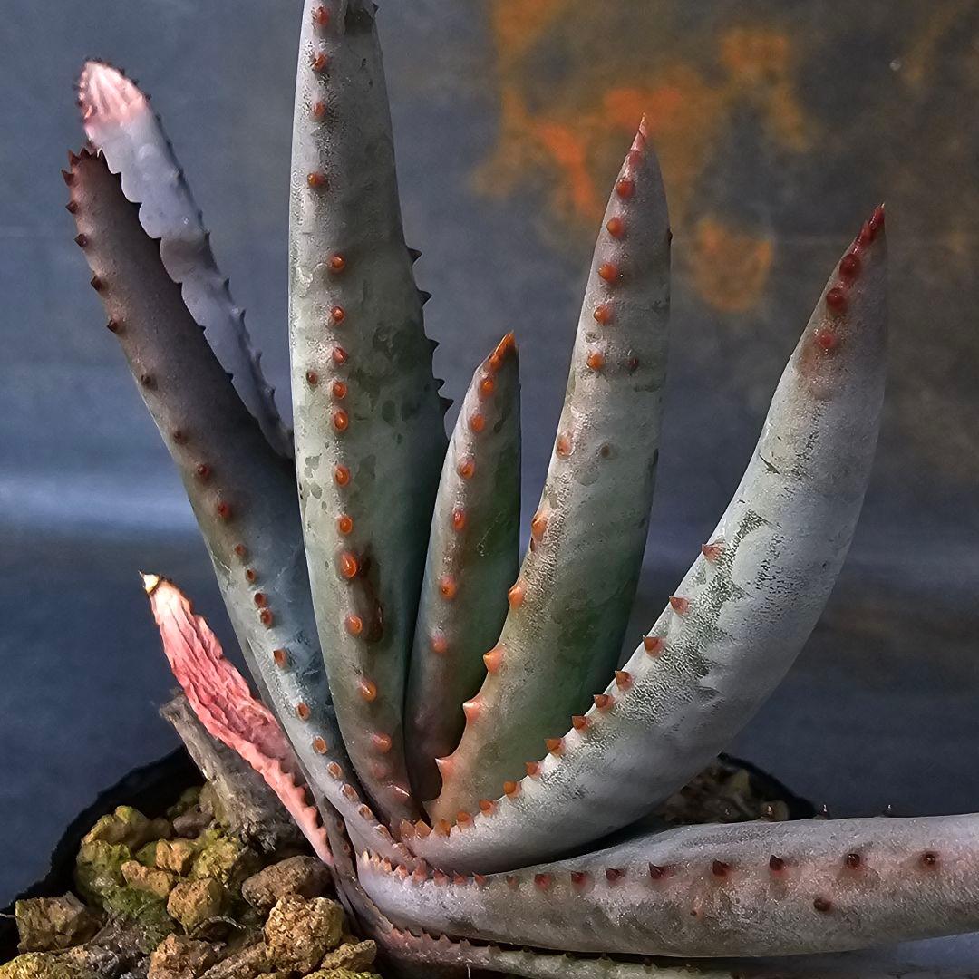 多肉植物 アロエ属 コンプレッサシストフィラ(ビグザム交配)