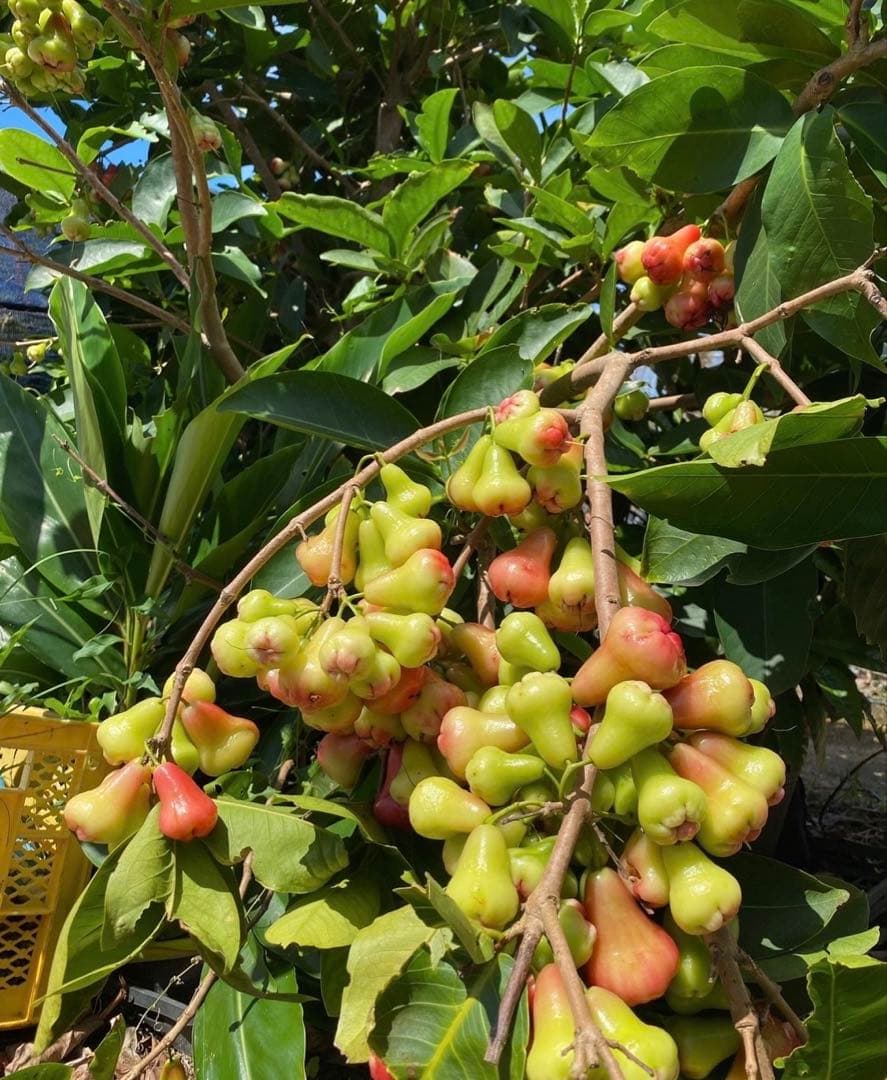 熱帯果樹】レンブ アイランドルビー（Syzygium samarangense）