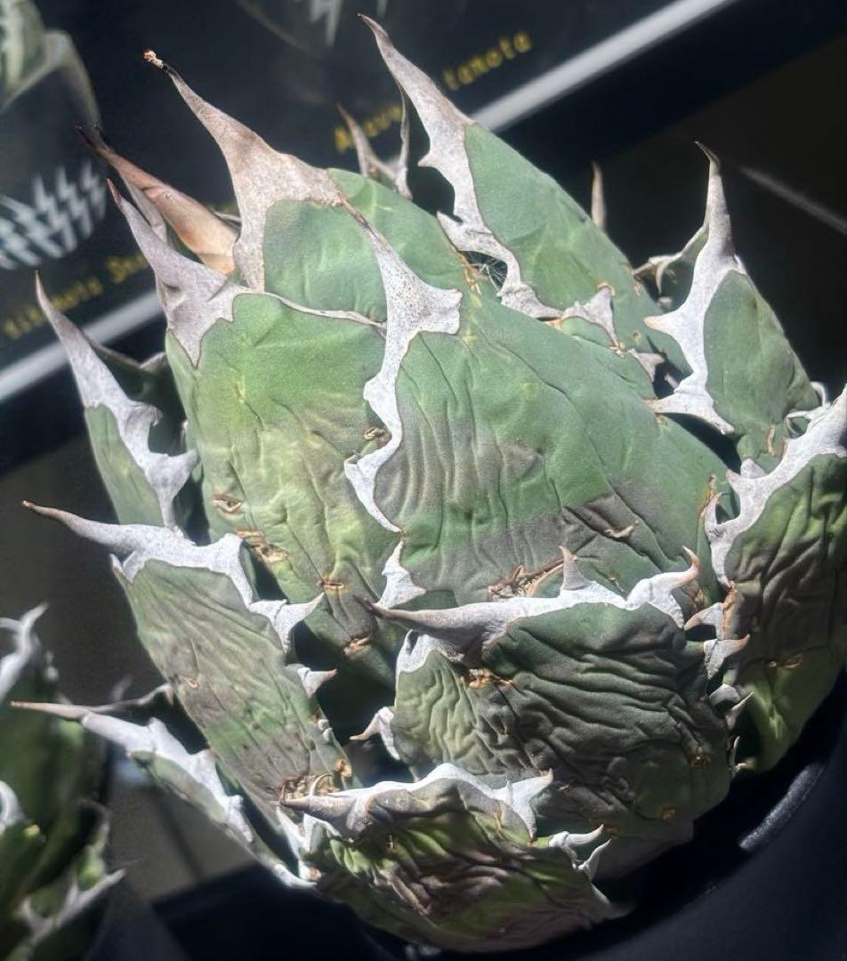 特出！アガベオアハカ産オテロイ（極上株）超S級superオアハカコンパクト大株！