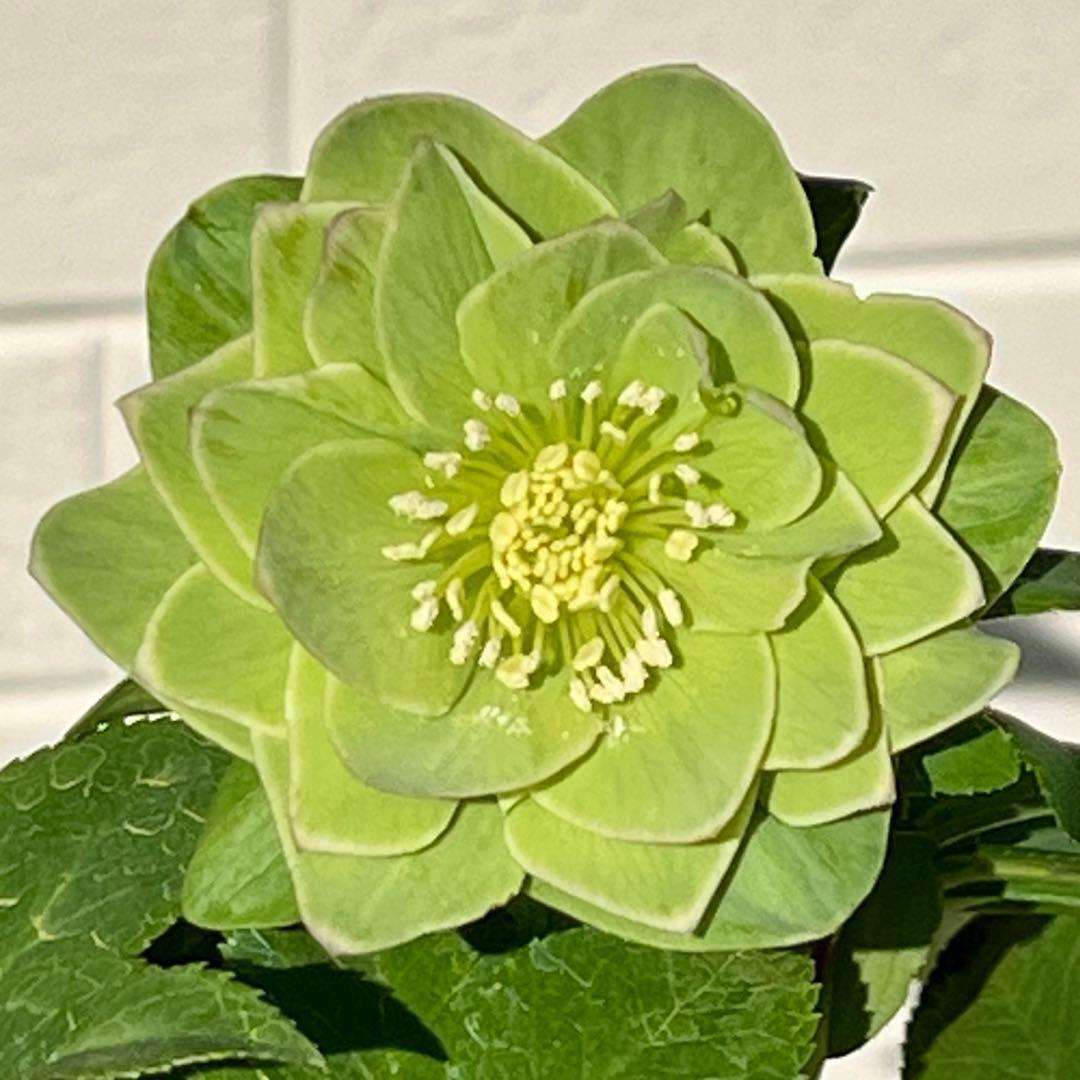 流*》様 3582☘️蕾花付き☘️⭐️一茶⭐️小輪⭐️多弁⭐️色抜けピコティー⭐
