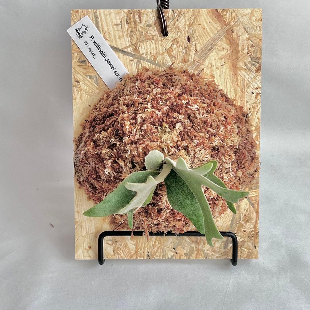 P. willinckii Jewel Sporeling【V08】