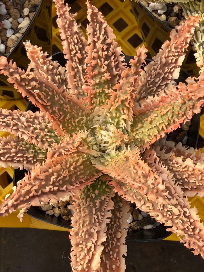 アロエ　ハイブリッド　Aloe hybrid 第四種　Jan-1