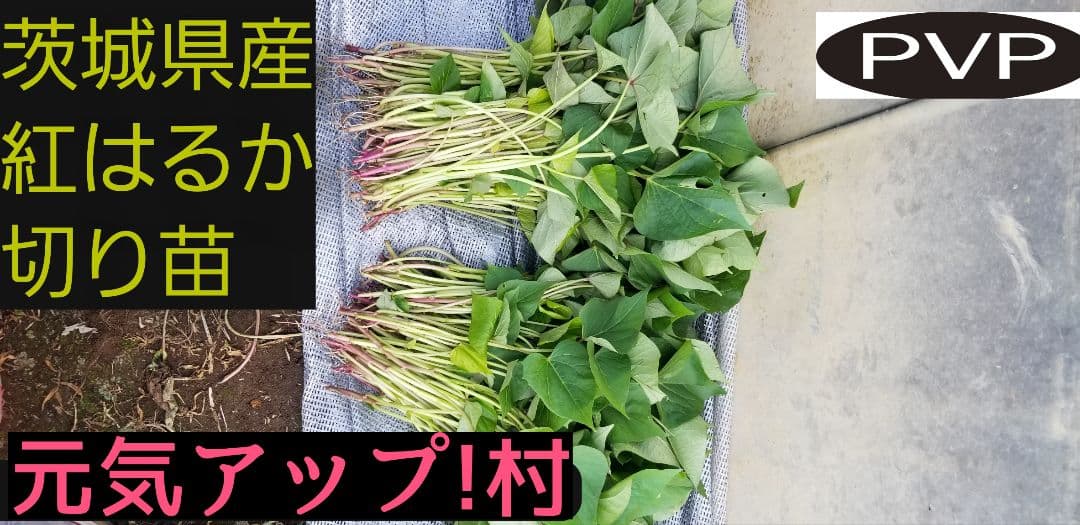 きたのもり様2000本5月30日発送分茨城県産紅はるかさつまいも苗ウイルスフリー