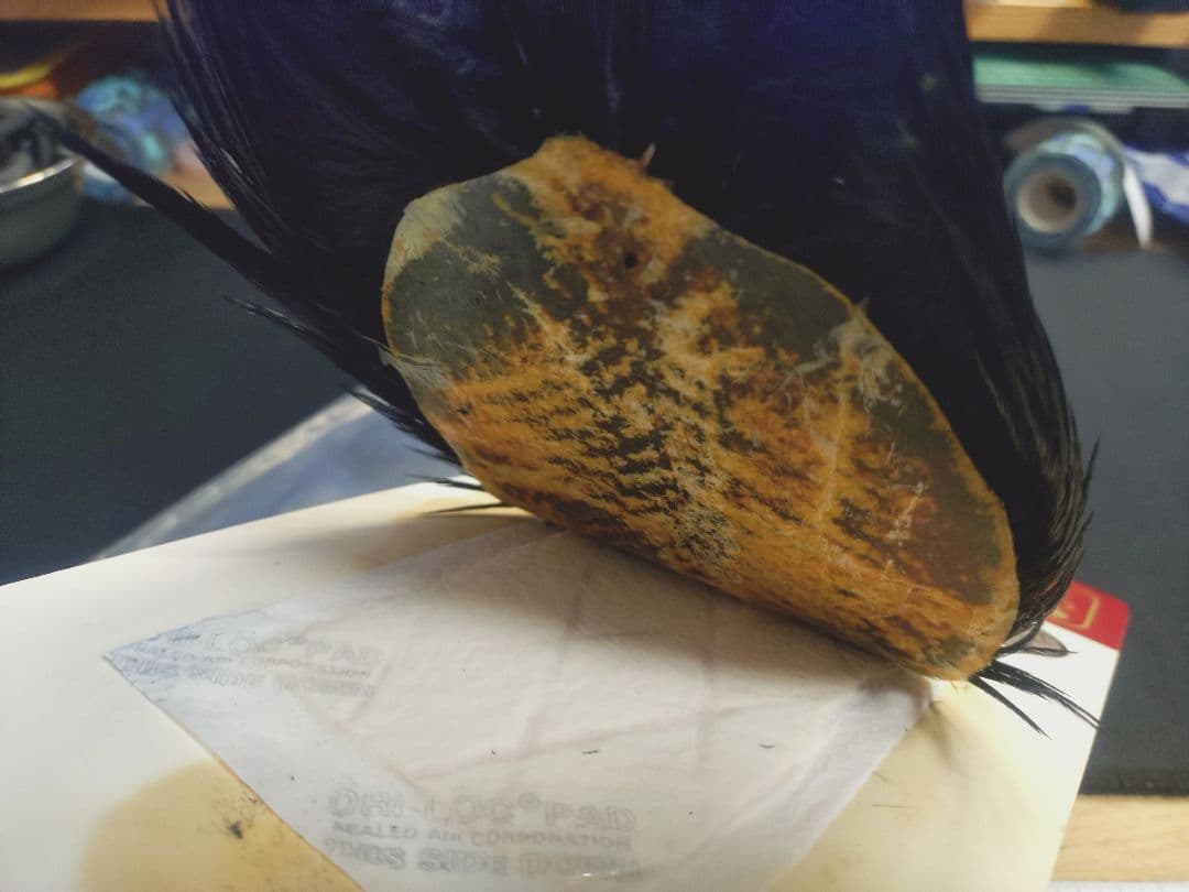 ルアー・フライ Whiting Bronze Rooster Cape Black