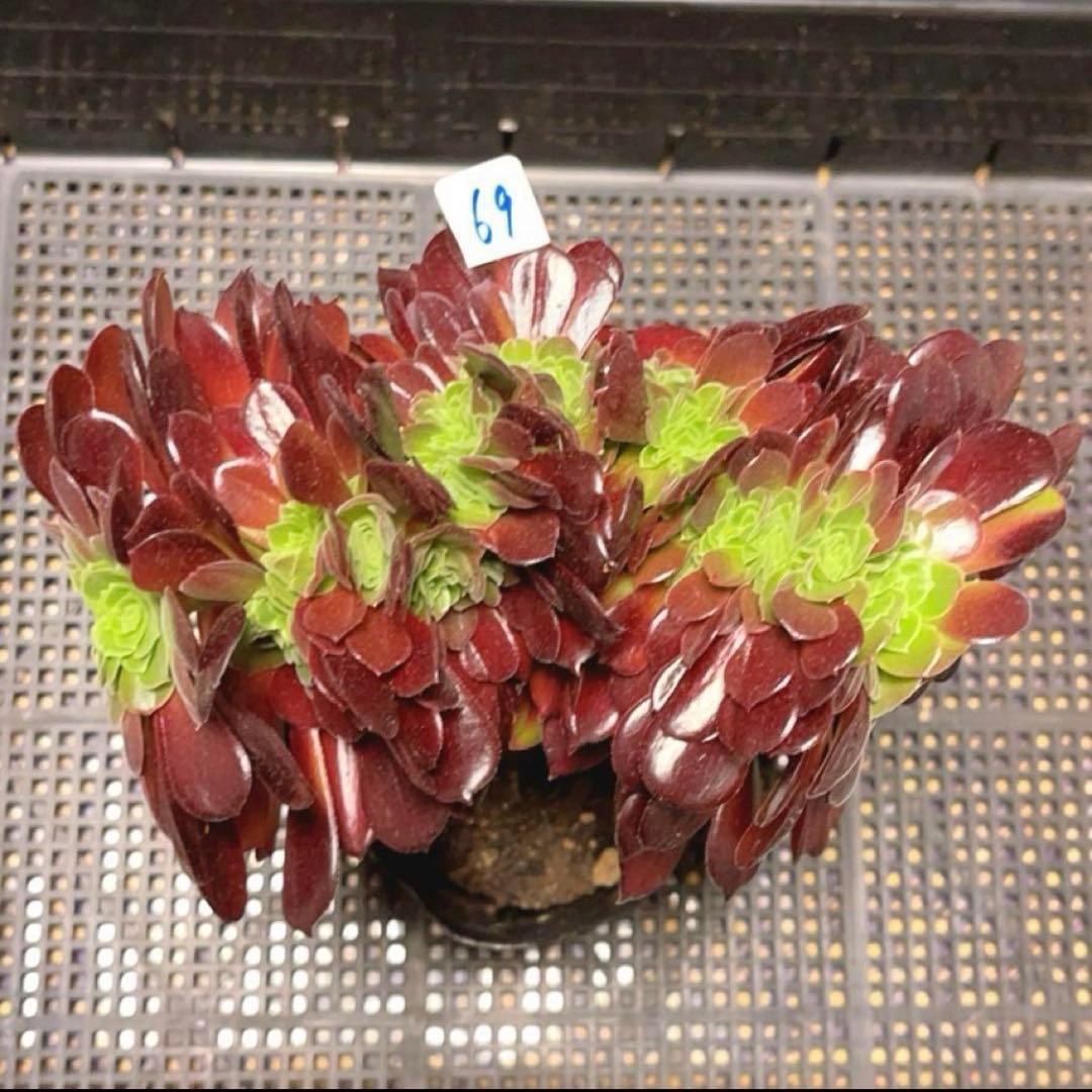 69#多肉植物アエオニウム❤️カシミヤバイオレットセッカ ❤️ 17cm拔き苗