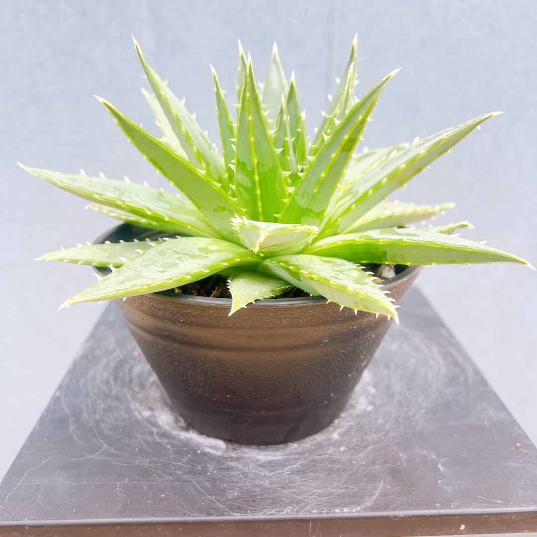 現品　アロエ　ポリフェラ　1番　多肉植物　観葉植物　卓上　インテリアグリーン