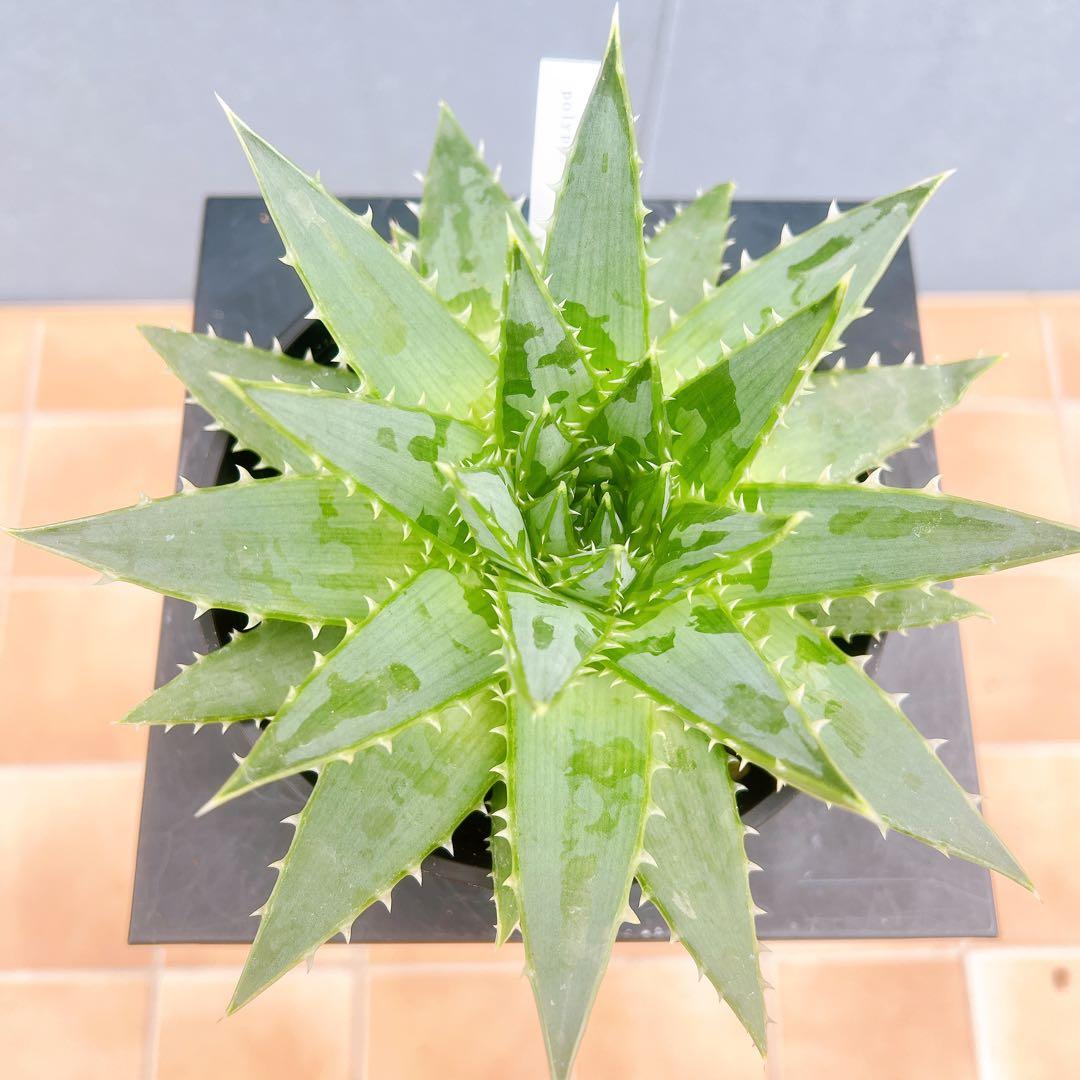 現品　アロエ　ポリフェラ　1番　多肉植物　観葉植物　卓上　インテリアグリーン