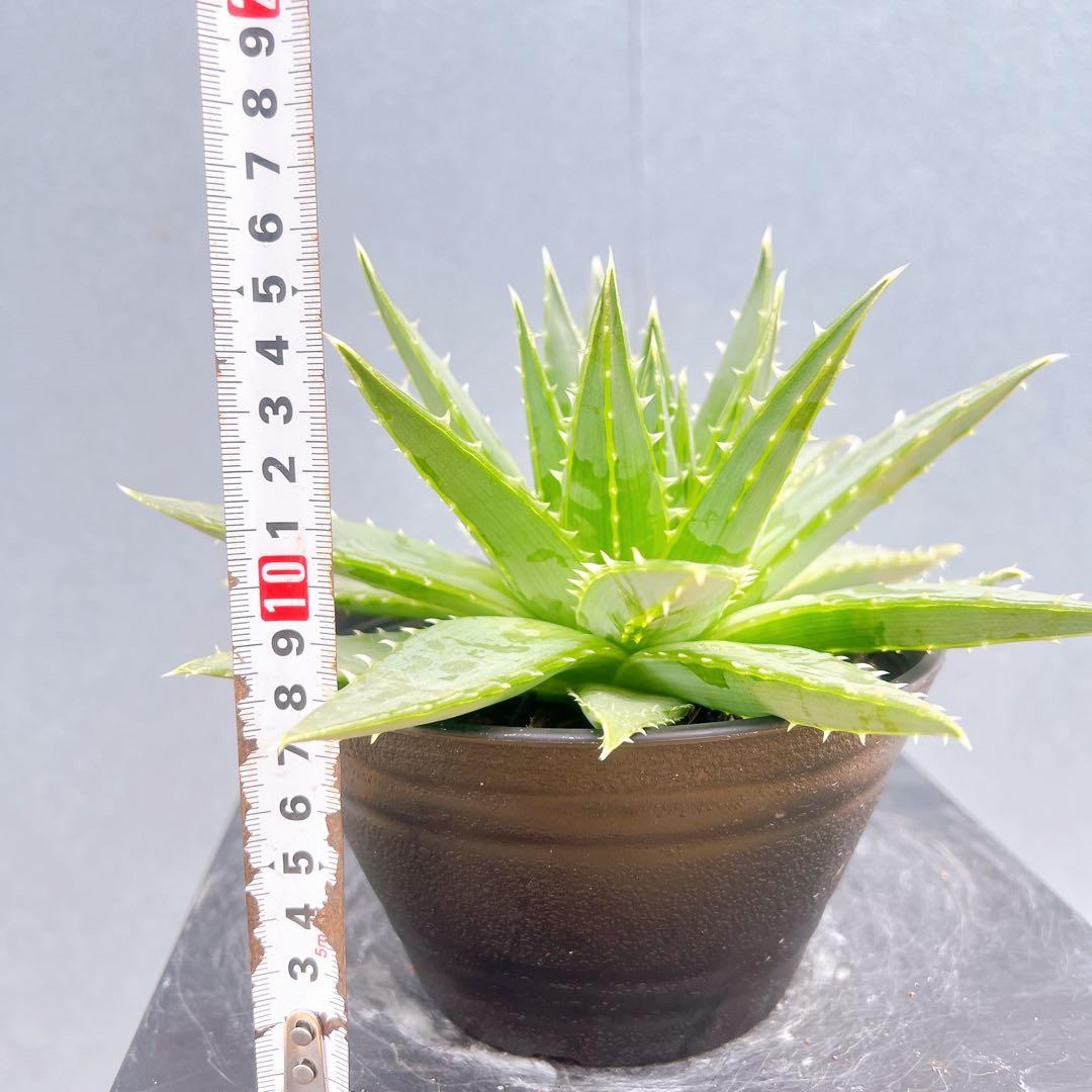 現品　アロエ　ポリフェラ　1番　多肉植物　観葉植物　卓上　インテリアグリーン