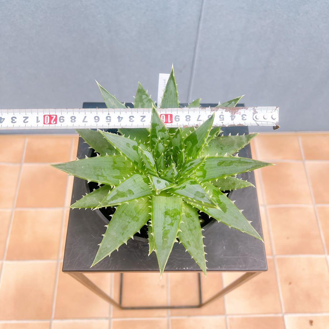 現品　アロエ　ポリフェラ　1番　多肉植物　観葉植物　卓上　インテリアグリーン