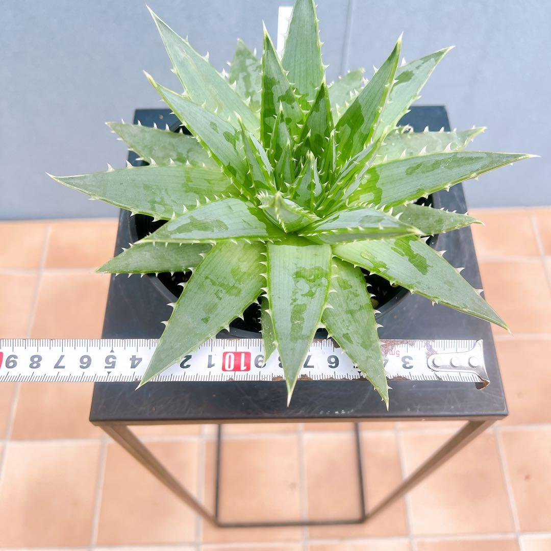 現品　アロエ　ポリフェラ　1番　多肉植物　観葉植物　卓上　インテリアグリーン