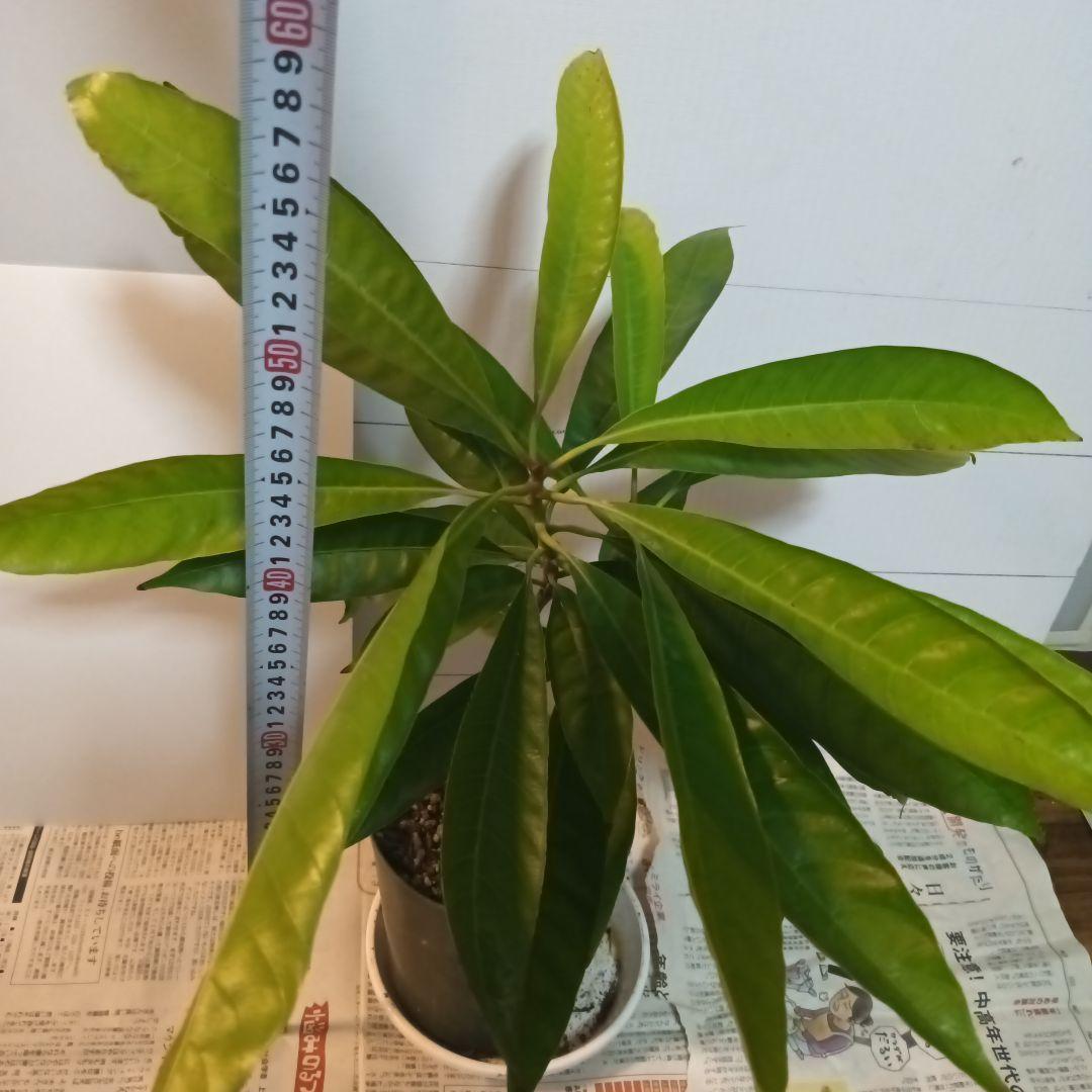 カニステルの苗木　実生苗