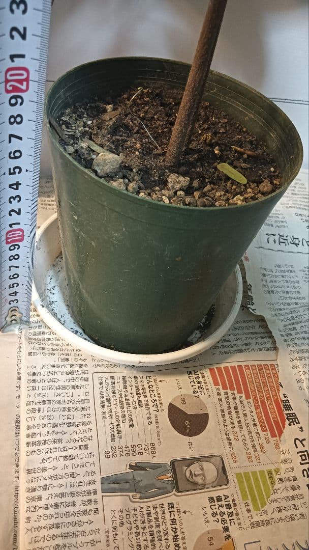 カニステルの苗木　実生苗