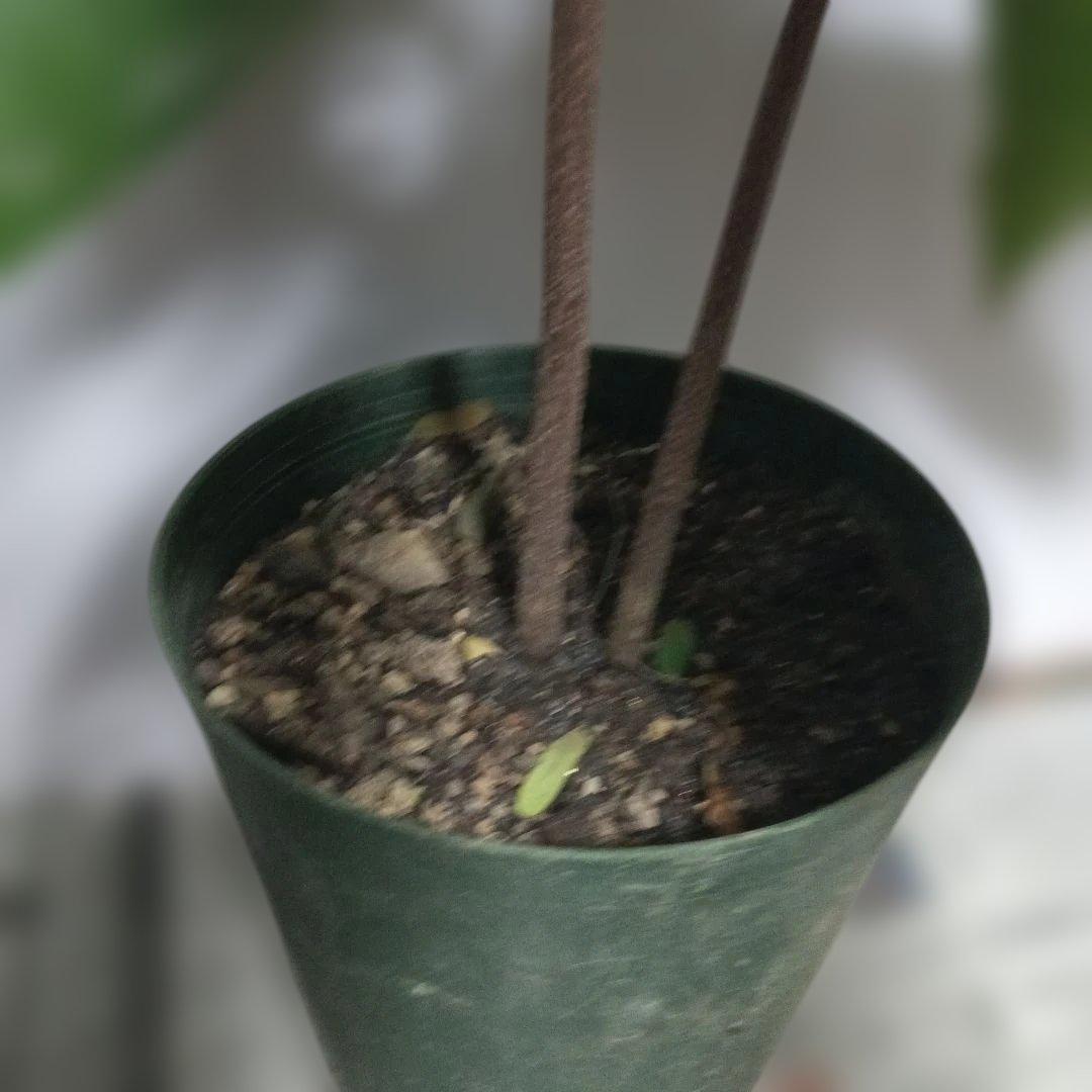 カニステルの苗木　実生苗