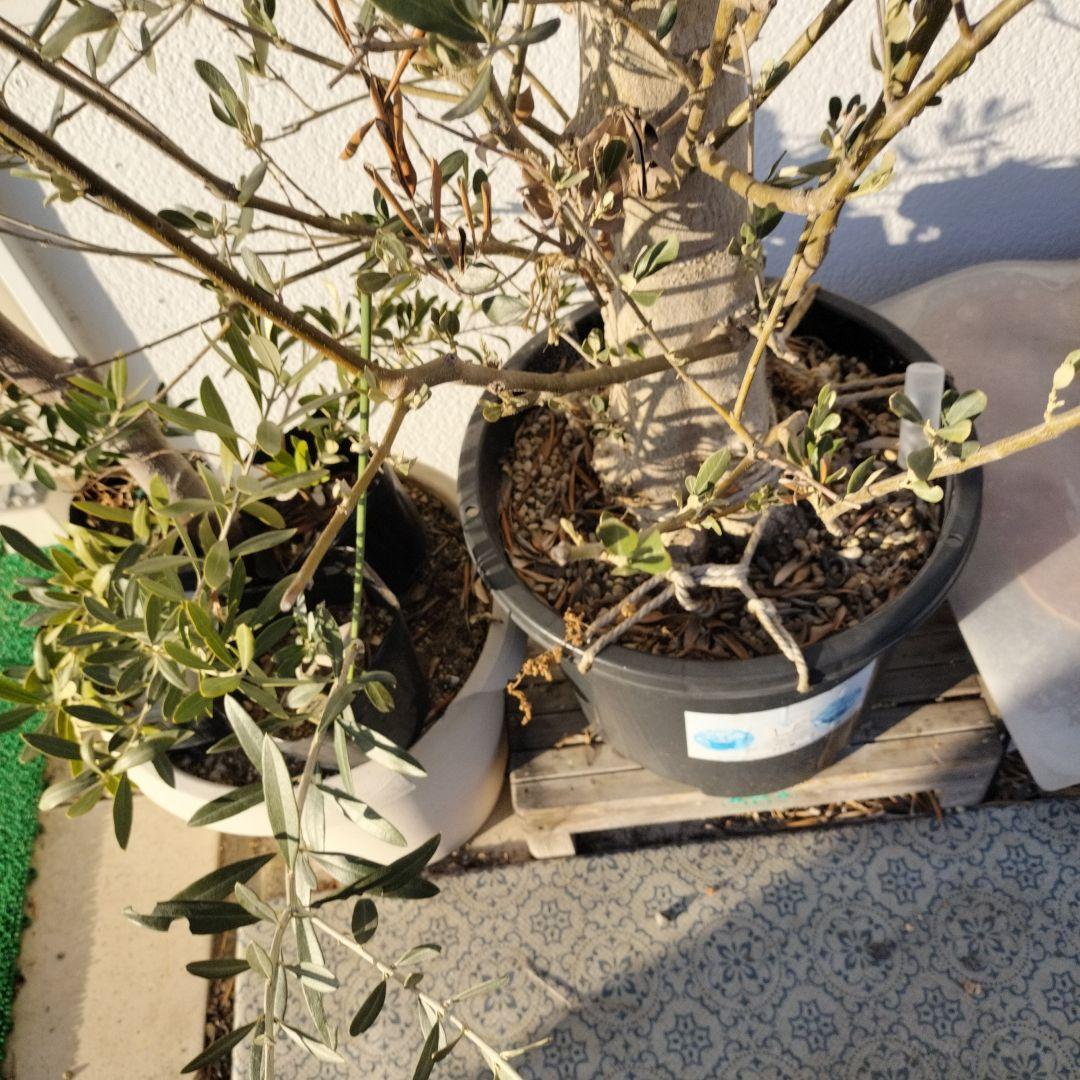 オリーブの木　ミッション　小豆島産