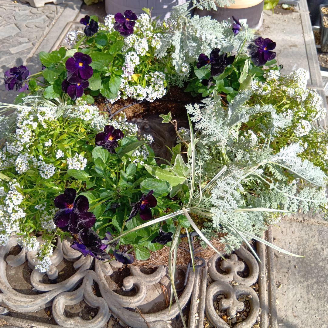 生花　ビオラ黒花　草花　寄せ植え　直径約34cm　ハンギングバスケット（黒）