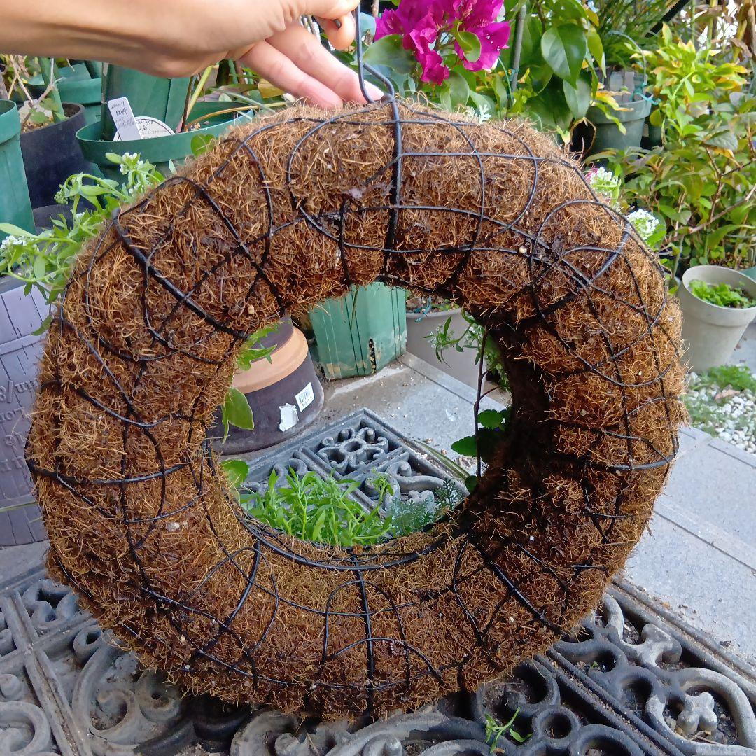 生花　ビオラ黒花　草花　寄せ植え　直径約34cm　ハンギングバスケット（黒）