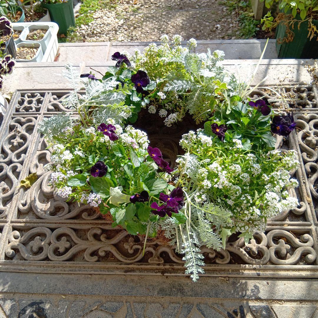 生花　ビオラ黒花　草花　寄せ植え　直径約34cm　ハンギングバスケット（黒）