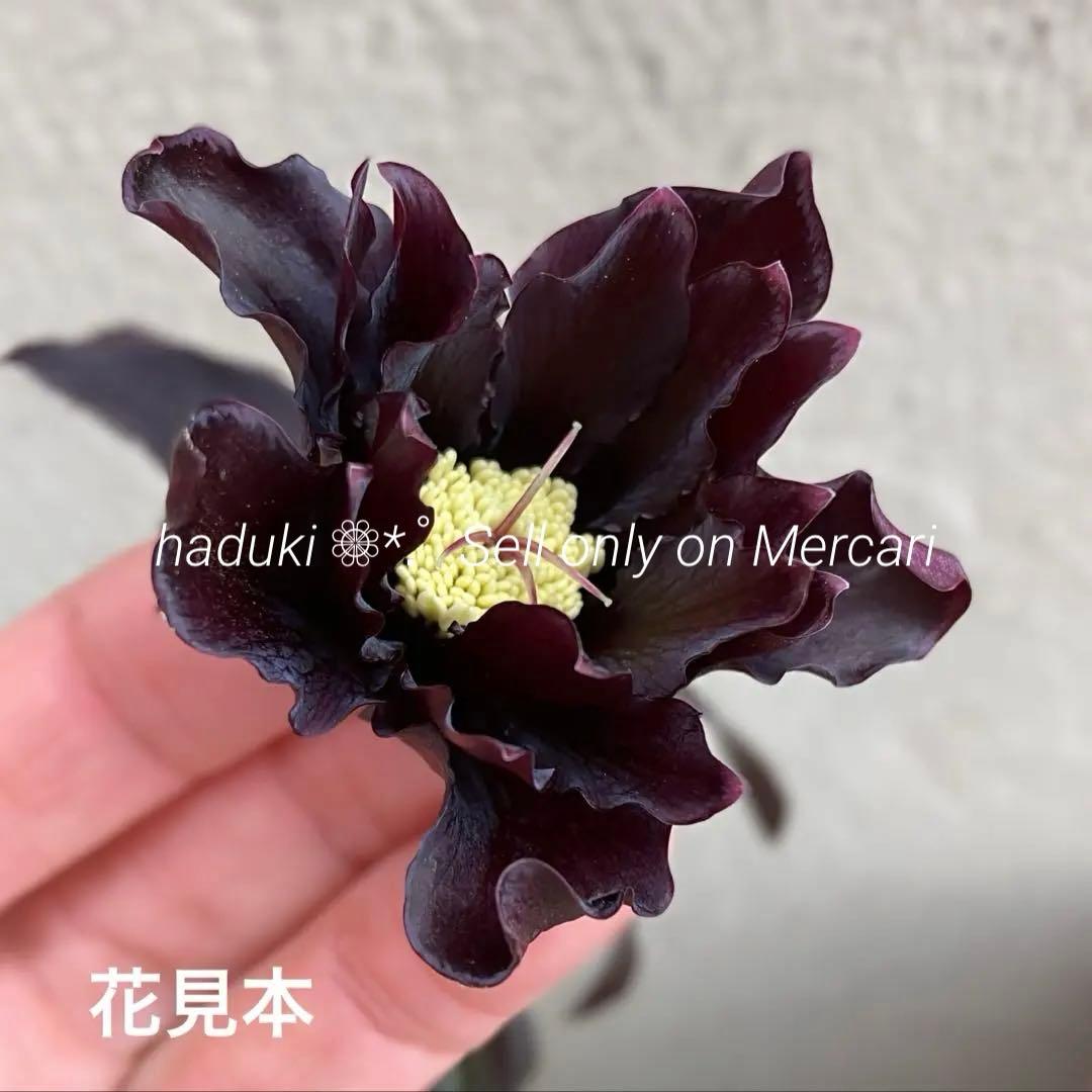 K*r様 在庫1点のみ■ 広瀬園芸 ■ ブラックマジックdd フリル花弁