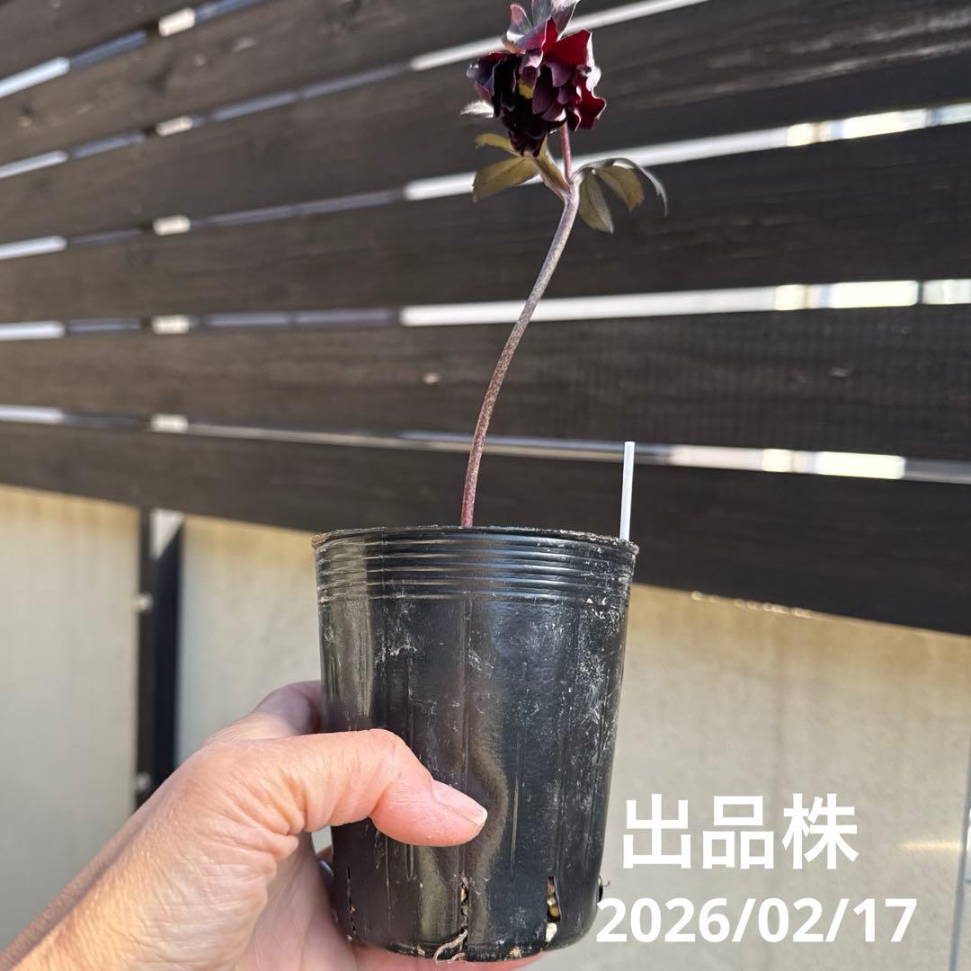K*r様 在庫1点のみ■ 広瀬園芸 ■ ブラックマジックdd フリル花弁