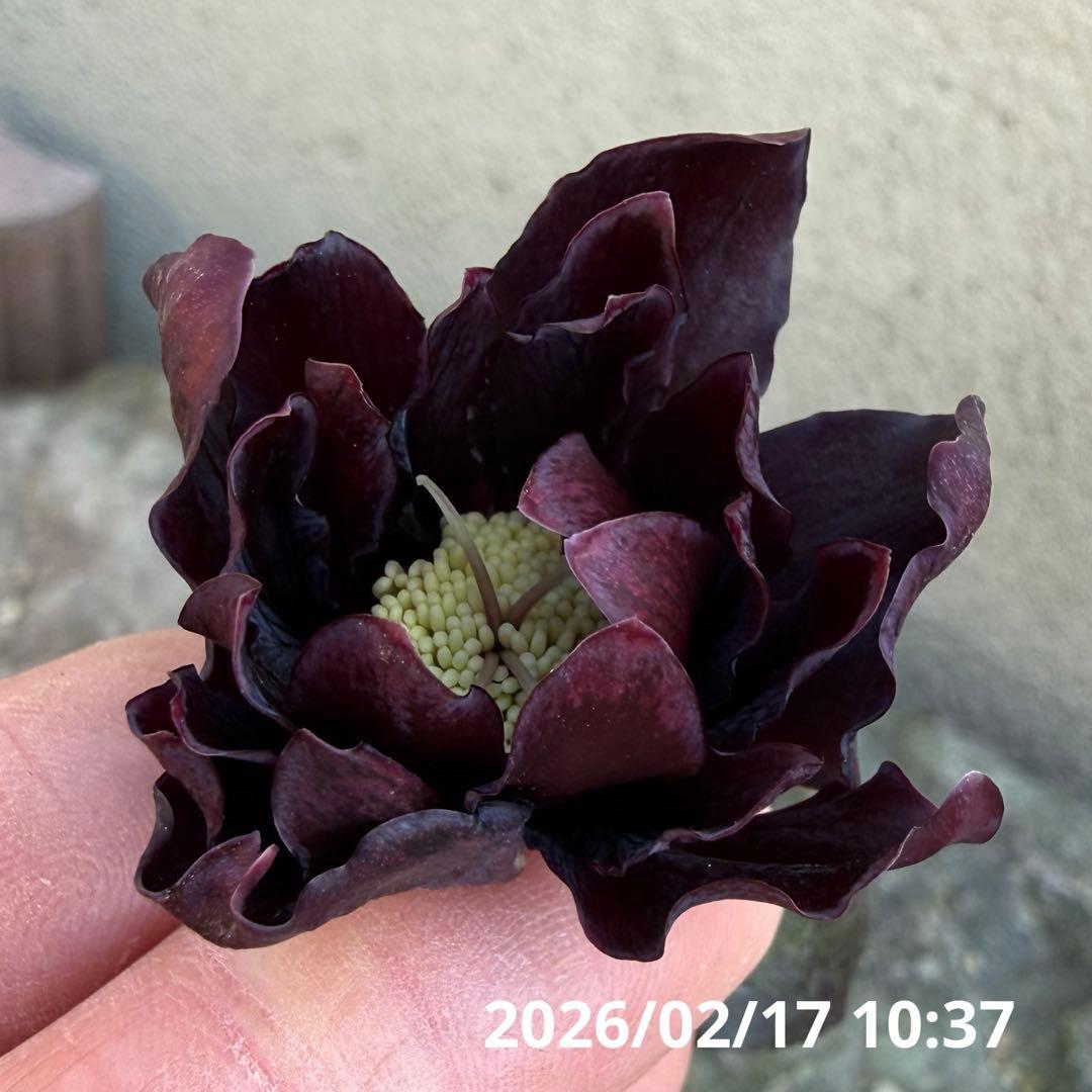 K*r様 在庫1点のみ■ 広瀬園芸 ■ ブラックマジックdd フリル花弁
