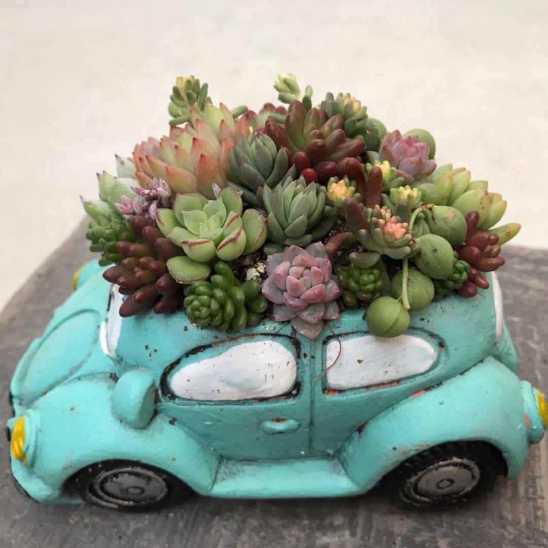 多肉  寄せ植え★flower 29car 水色★