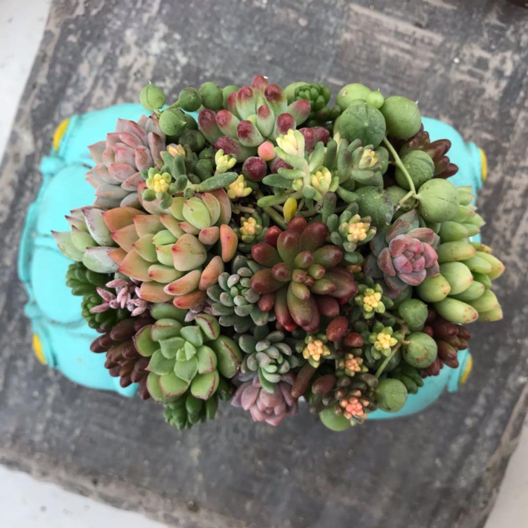 多肉  寄せ植え★flower 29car 水色★