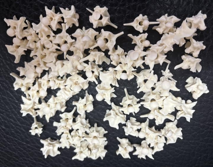 ニシキヘビ 椎骨（ついこつ）30個セット