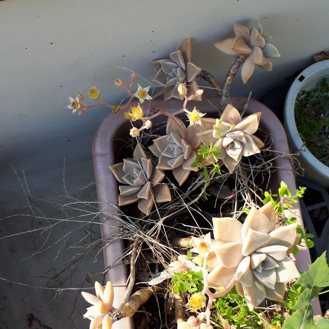 多肉植物　朧月　カット苗