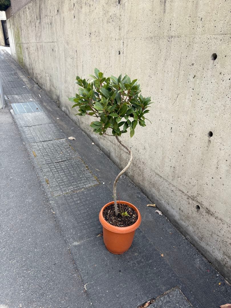 月桂樹　スタンダード仕立て　常緑樹