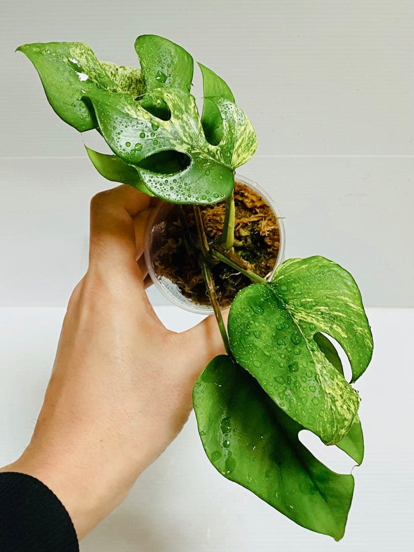 ☆初出品美株☆ ラフィドフォラ ミグマ ヒメモンステラ