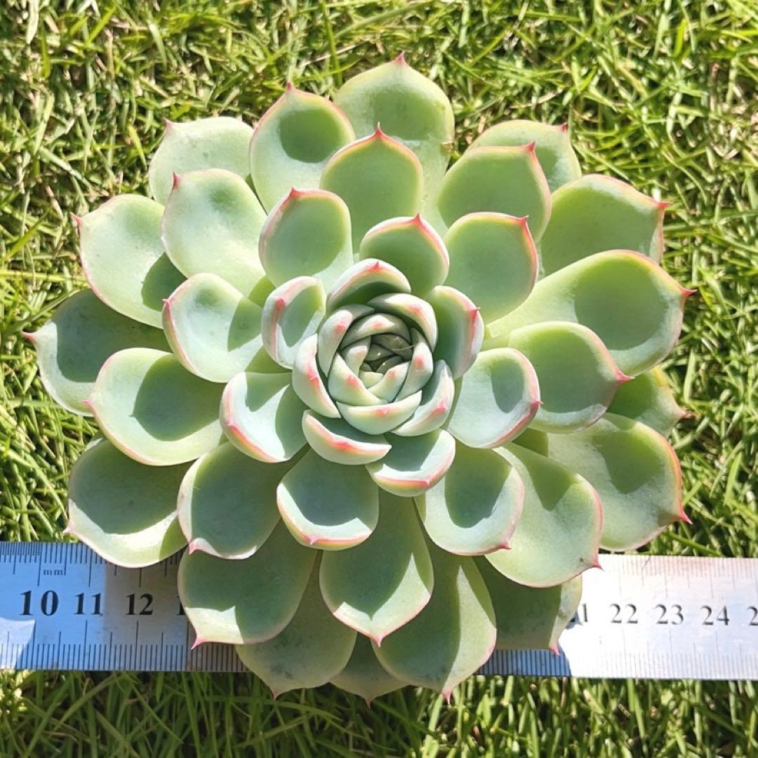 多肉植物 ❤️ シルエット❤️ 1頭12-14cm抜き苗