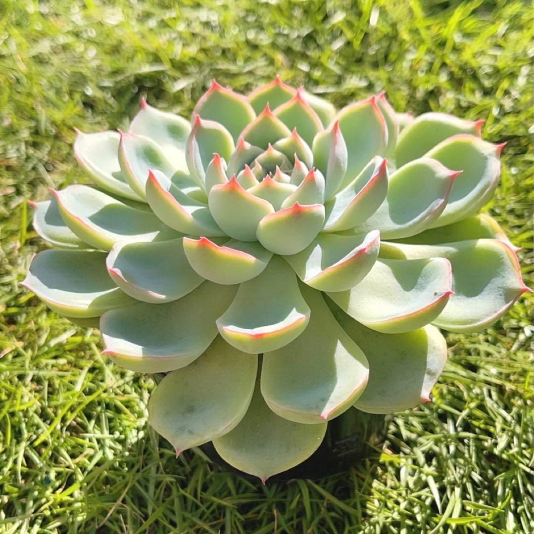 多肉植物 ❤️ シルエット❤️ 1頭12-14cm抜き苗