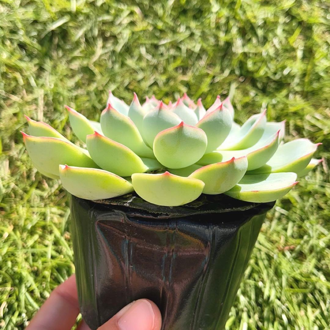 多肉植物 ❤️ シルエット❤️ 1頭12-14cm抜き苗