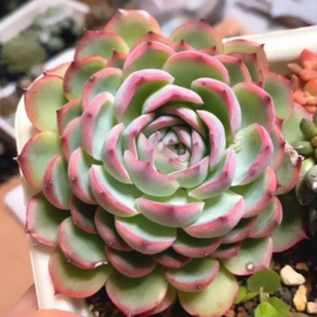 多肉植物 ❤️ シルエット❤️ 1頭12-14cm抜き苗