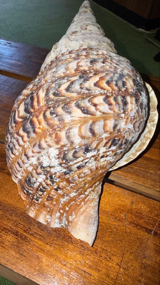30cm 沖縄でとれた 法螺貝 置物 コレクション