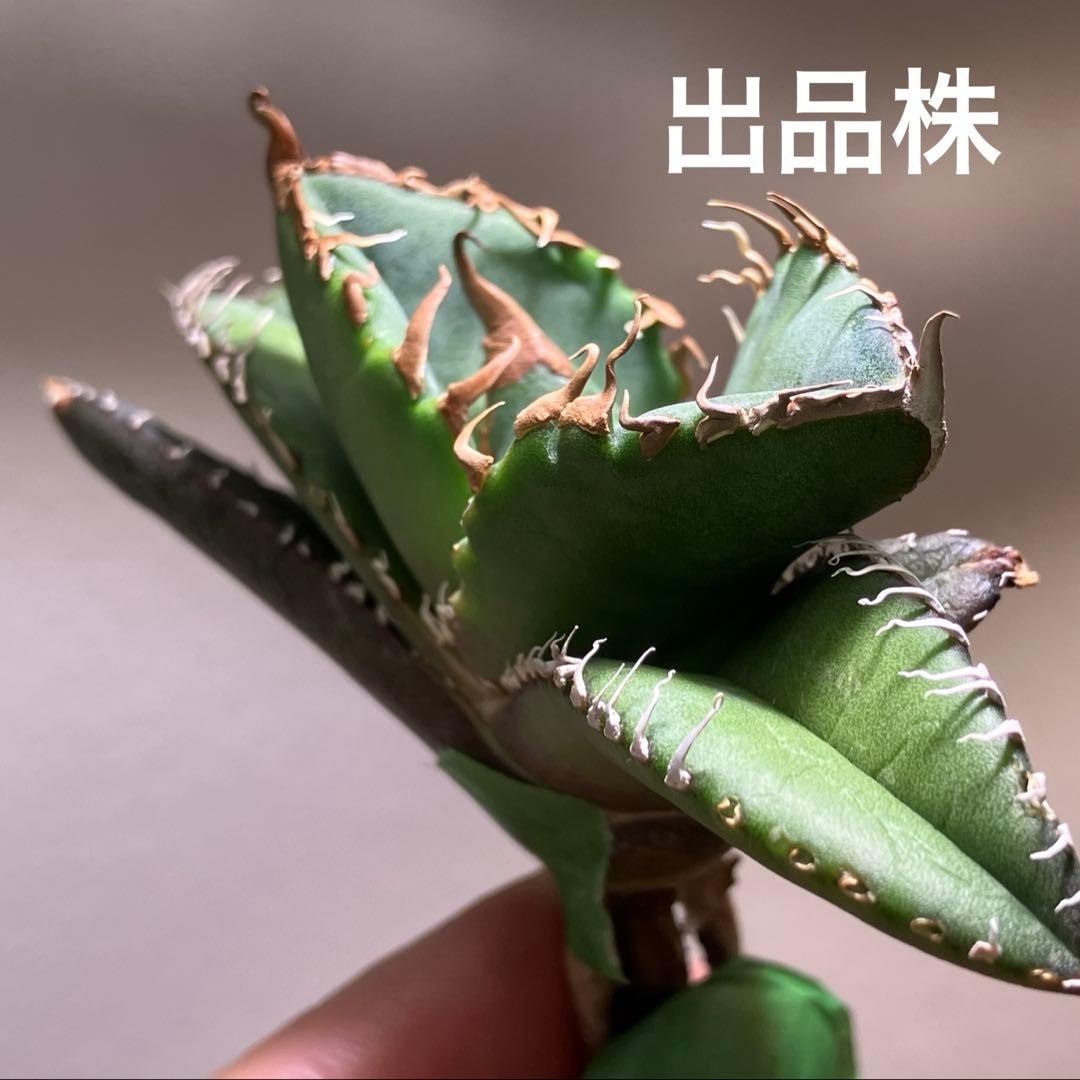 【匿名配送】④選抜　優秀　太棘　アガべ　悪魔TC 上澳園芸　悪魔くん