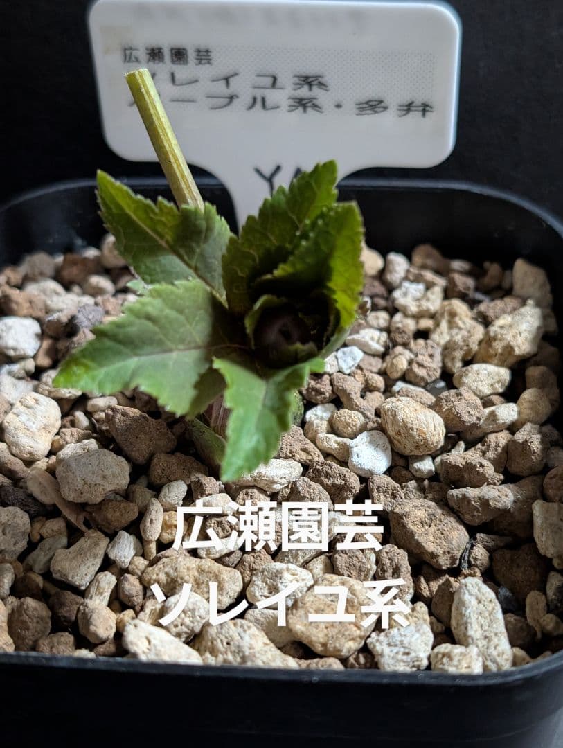A-1★クリスマスローズ：広瀬園芸・ソレイユ系【パープル系・多弁花・dd】蕾付き