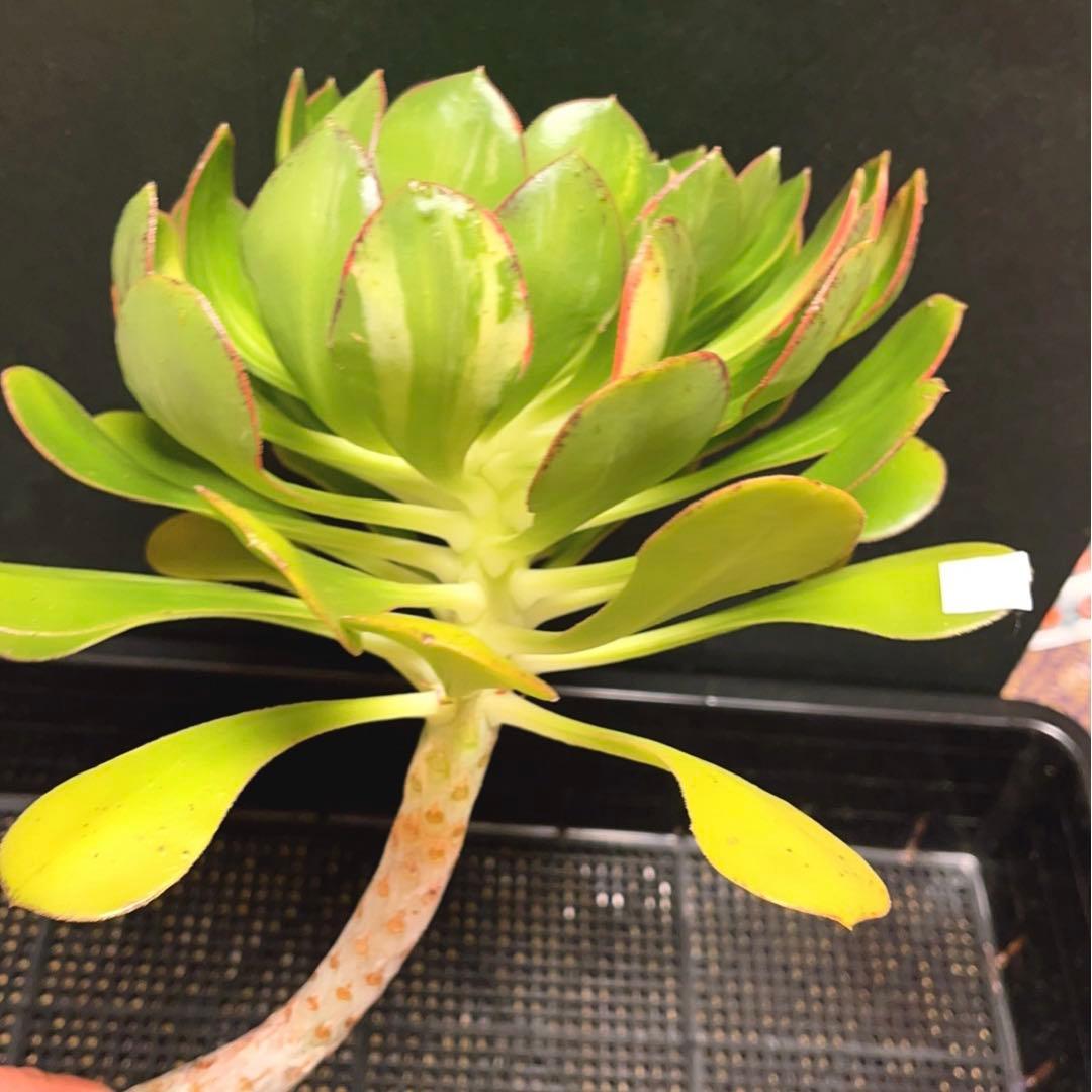 22#多肉植物アエオニウム錦❤️彩蝶 ❤️1大頭22cm拔き苗