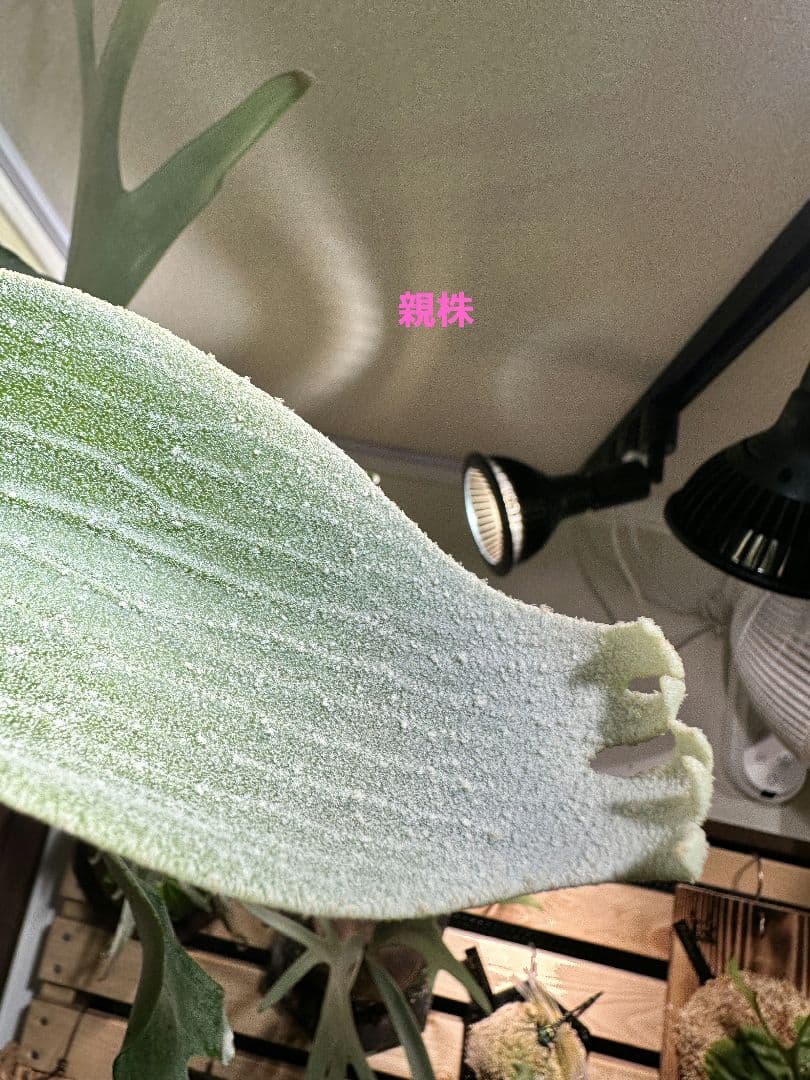 P.'cirrus'巻雲