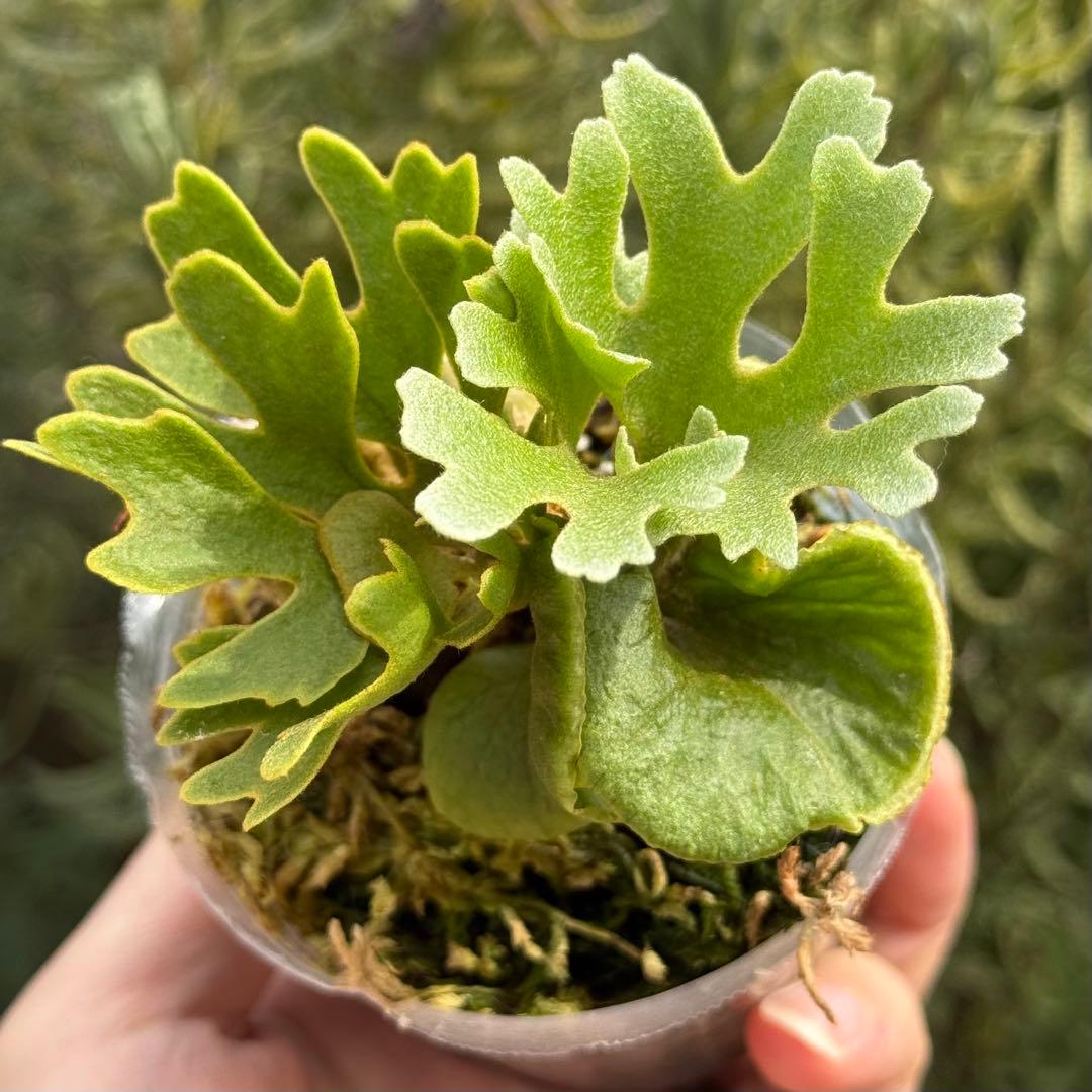 ビカクシダ P.ridleyi dwarf silver 0001