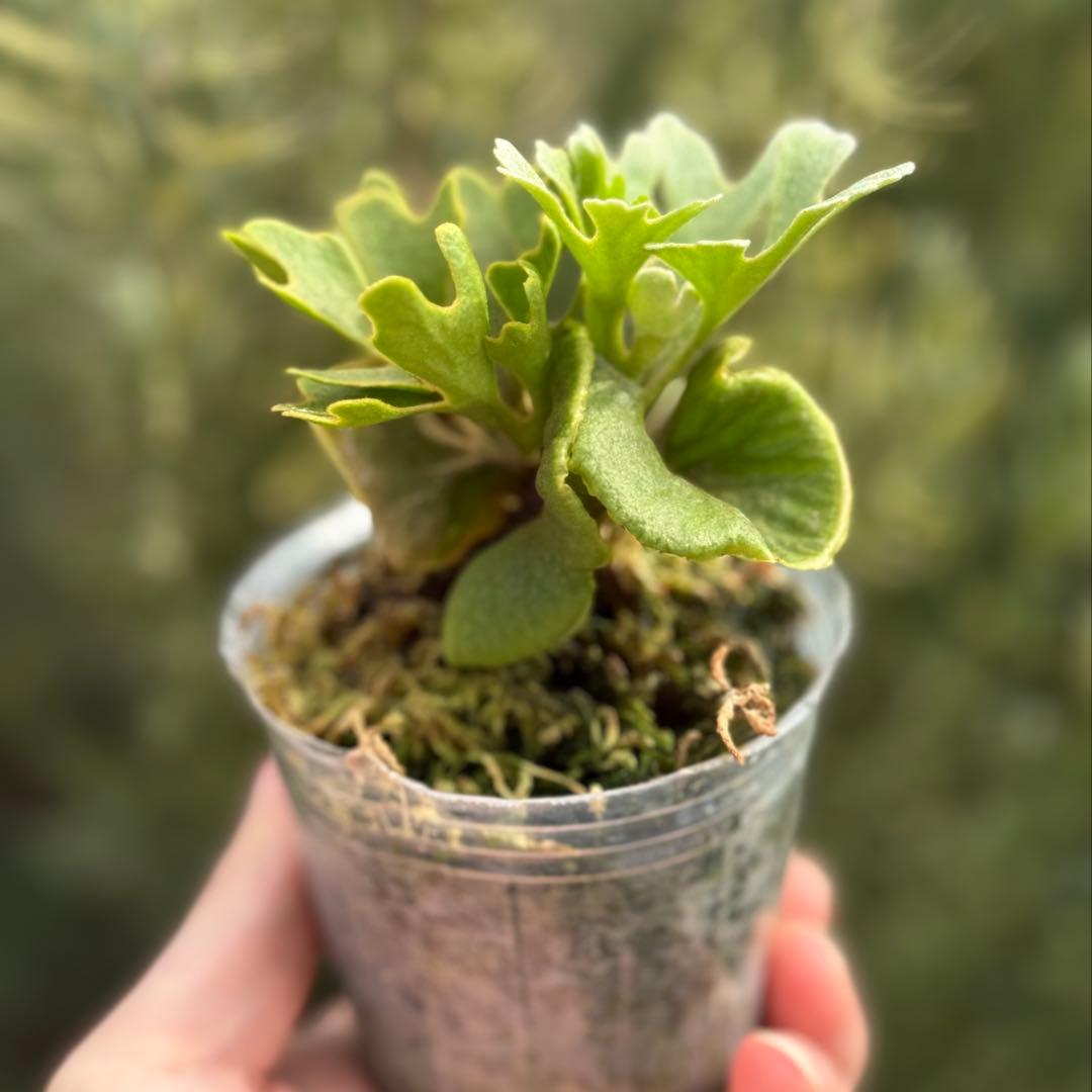 ビカクシダ P.ridleyi dwarf silver 0001