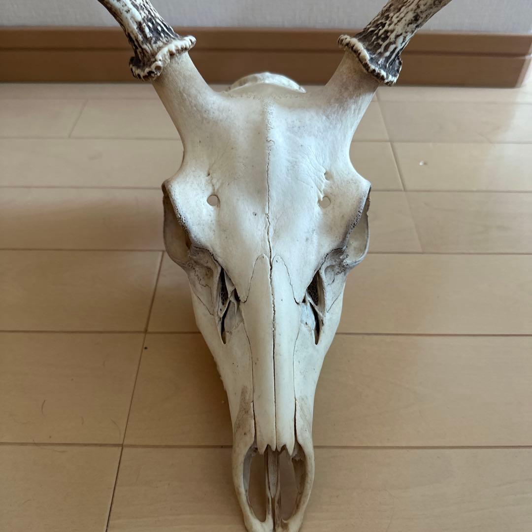 鹿の角 鹿の頭蓋骨 インテリア ニホンジカ 値下げ️⭕️