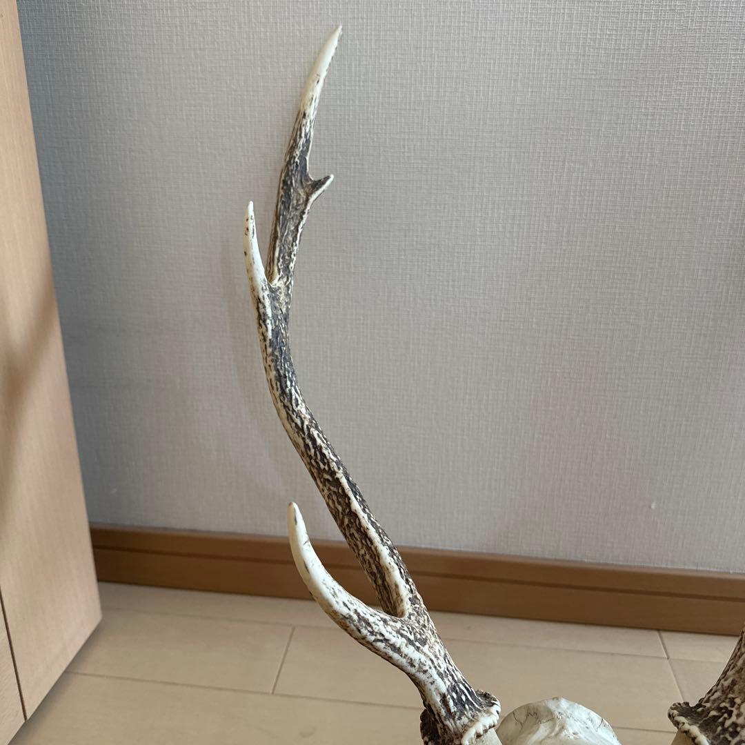 鹿の角 鹿の頭蓋骨 インテリア ニホンジカ 値下げ️⭕️