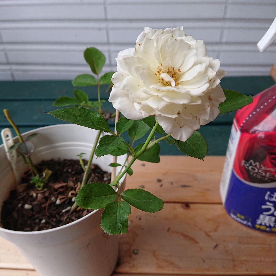 えみです♪ファビュラス♪(’-’*)♪赤ちゃん薔薇苗です♪
