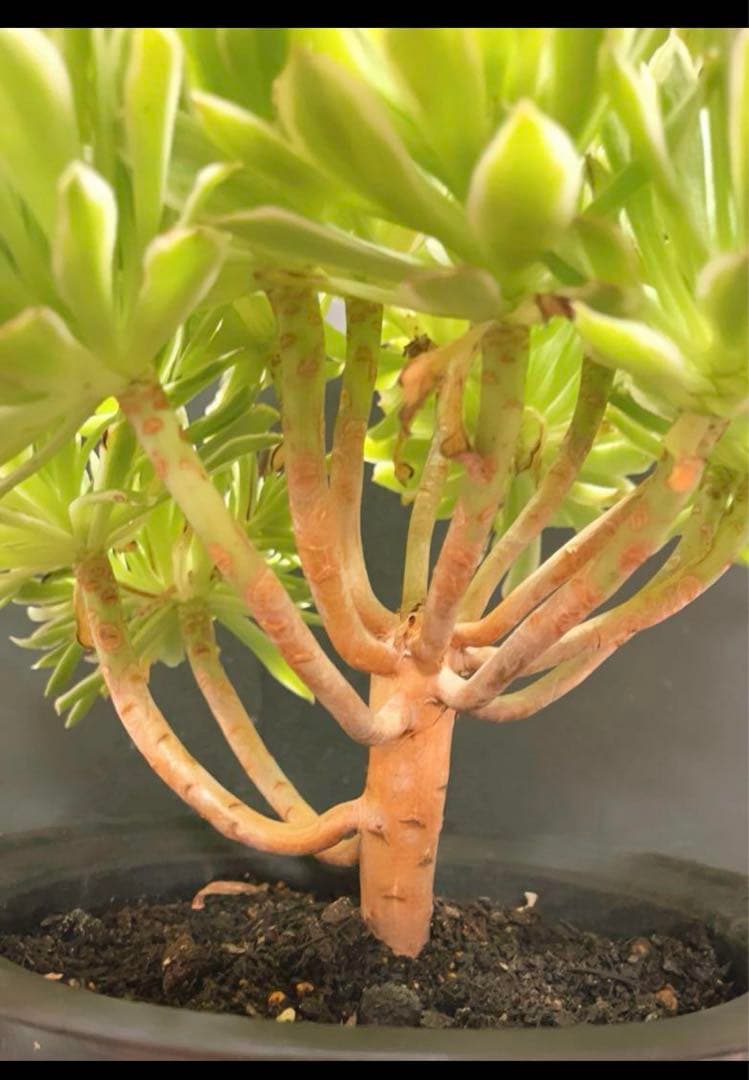 75#多肉植物❤️アエオニウム錦❤️青い波❤️15頭31cm拔き苗